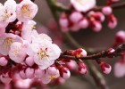 深入了解，如何确定卵泡黄素化