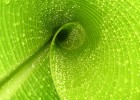 卵泡破裂黄素化的生物学原理及其影响