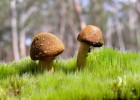 卵泡过大黄素化，理解其成因、影响及管理策略